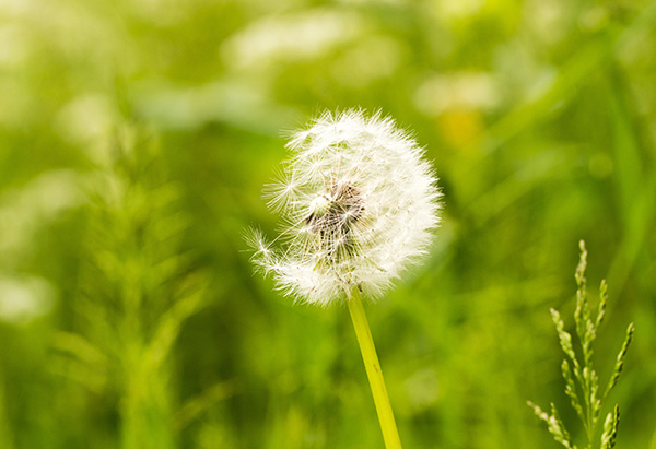 Image of a plant pollinating